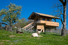 Holzhaus mit Ziegen im Vordergrund